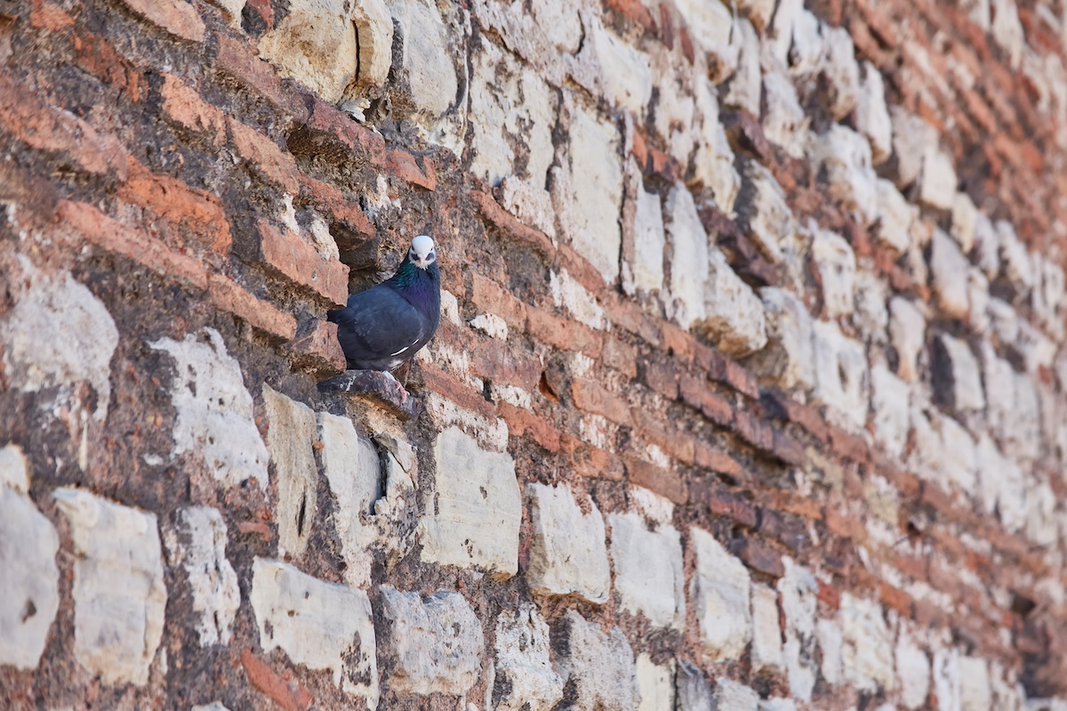 brick wall with flowers and pigeon holes